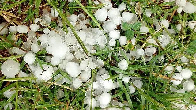 Se declaró la Emergencia Agropecuaria por heladas tardías y granizo