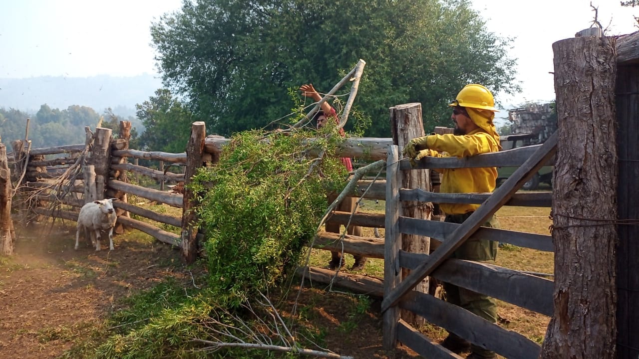 Incendio forestal steffen