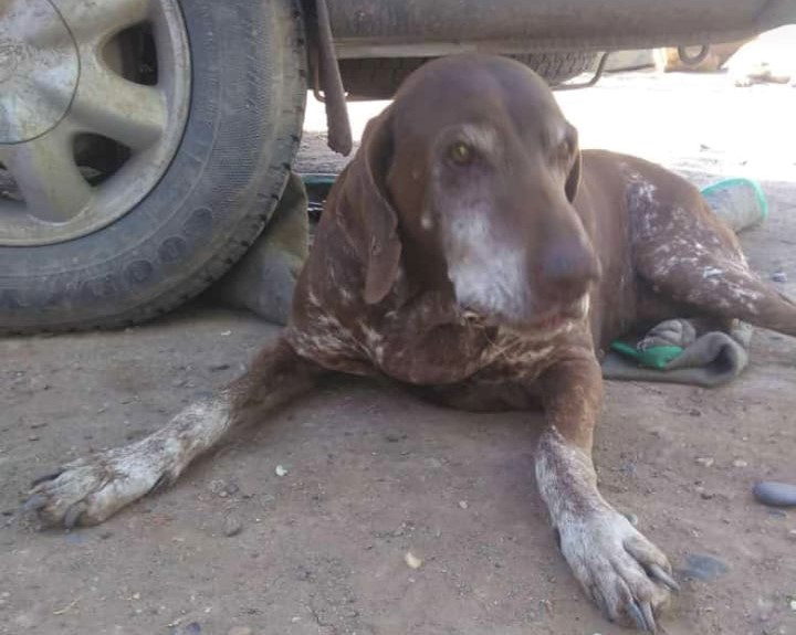Falleció Humma la perra que encontró al turista KIM perdido en la montaña de El Bolsón en 2014