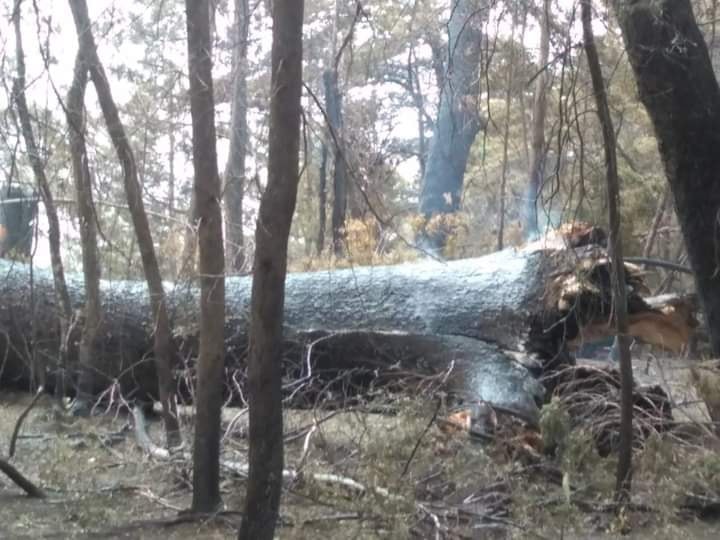 Incendio Forestal: El parte del COE Regional señala que pese a lluvia hay puntos activos en desarrollo