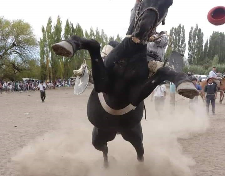 Chubut: Un fotógrafo de El Bolsón fue arrollado por un caballo en una doma