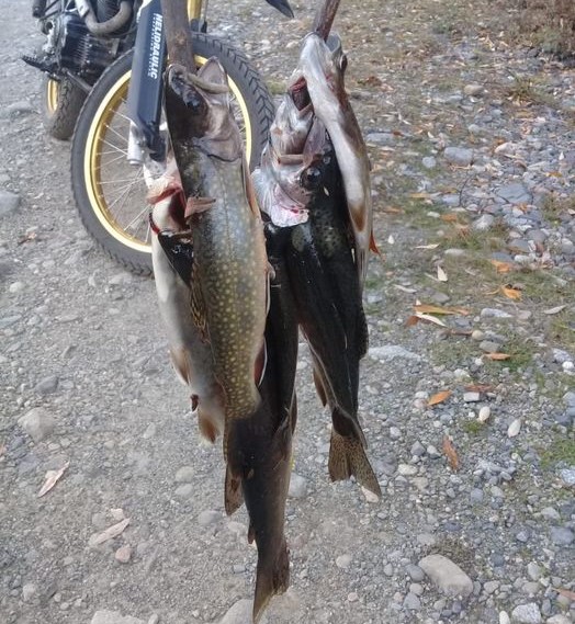 Chubut: Demoran a un hombre de El Bolsón para incautarle 7 truchas pescadas en el río Pedregoso