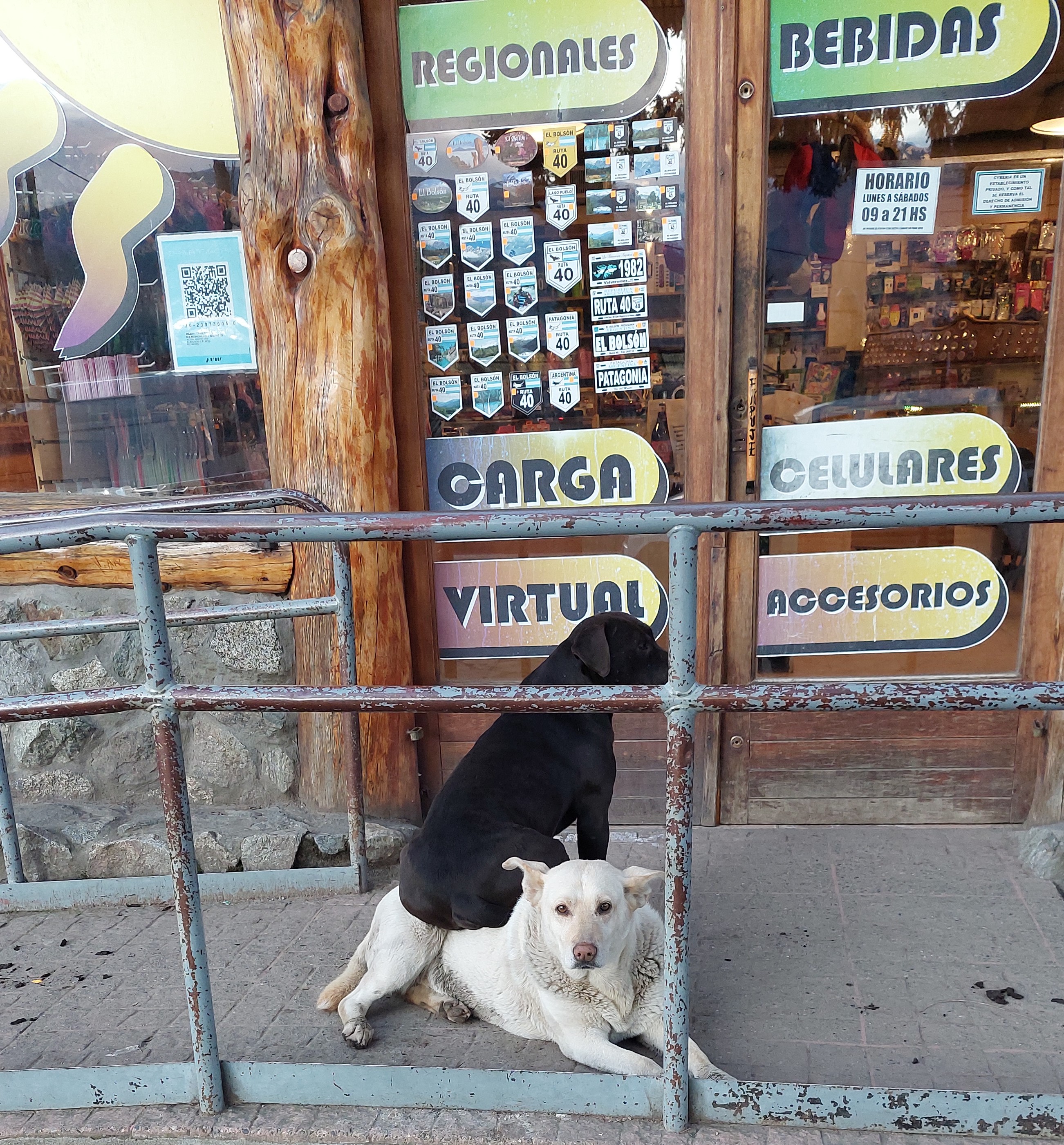 El 27 de julio se celebra de Día Internacional del Perro Callejero