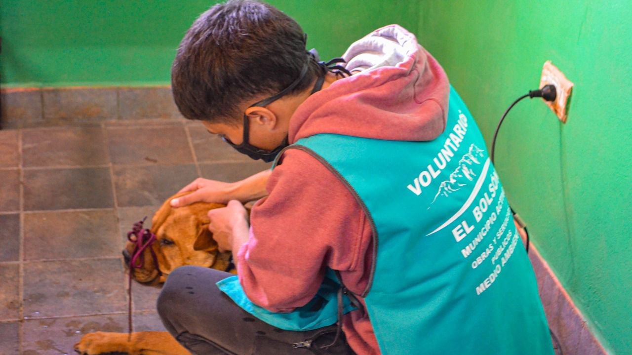 El Bolsón: La municipalidad busca veterinarios para un programa de control canino