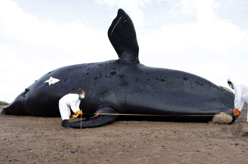 Chubut: Hallan toxinas de “marea roja” en ballenas muertas