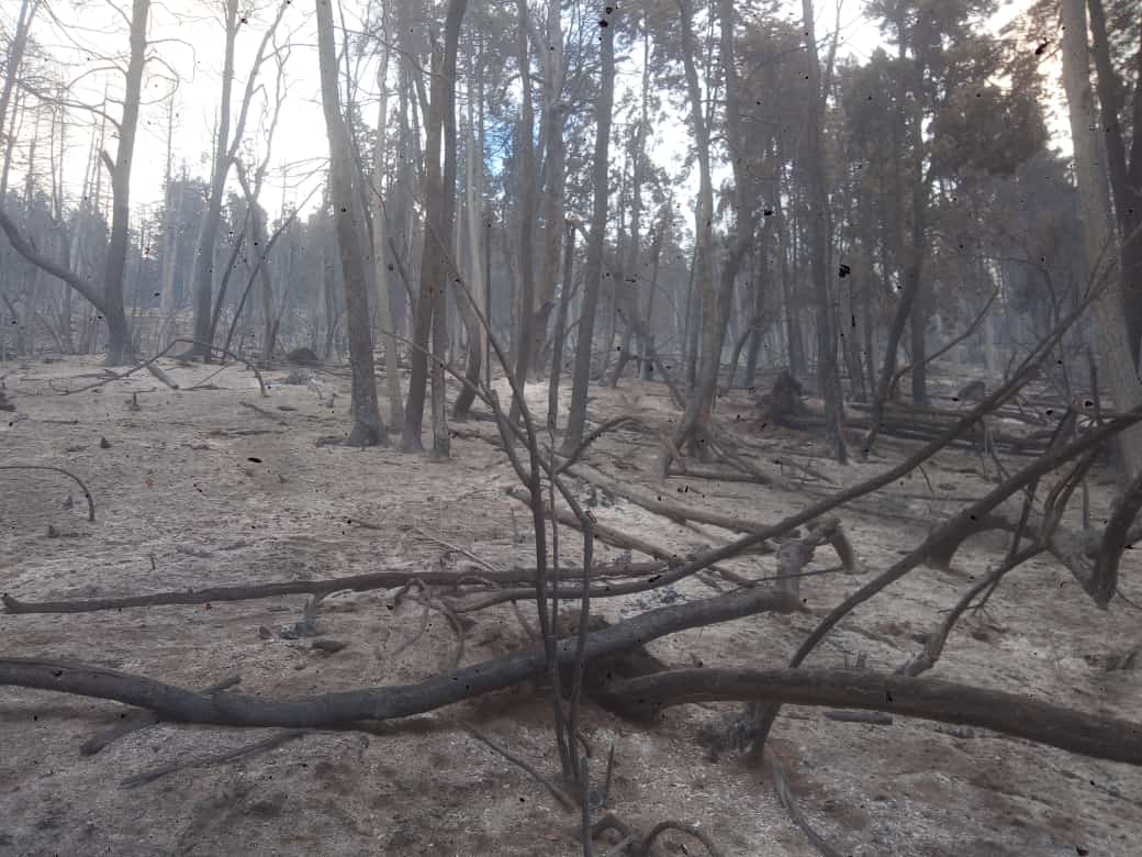 El Bolsón: Se encuentra activo el fuego que consumió más de 220 hectáreas de bosque natural