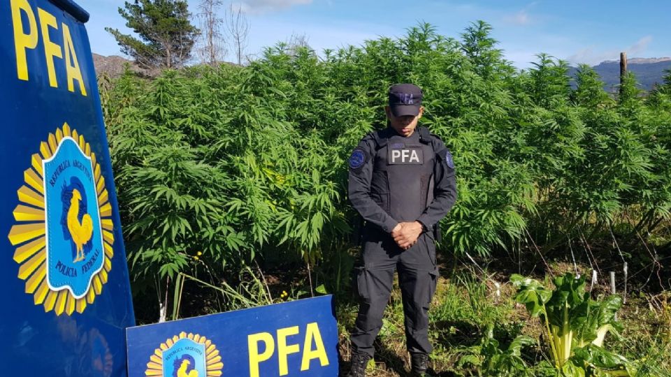 Chubut: La Policía Federal en un operativo en Las Golondrinas descubrió plantaciones de marihuana