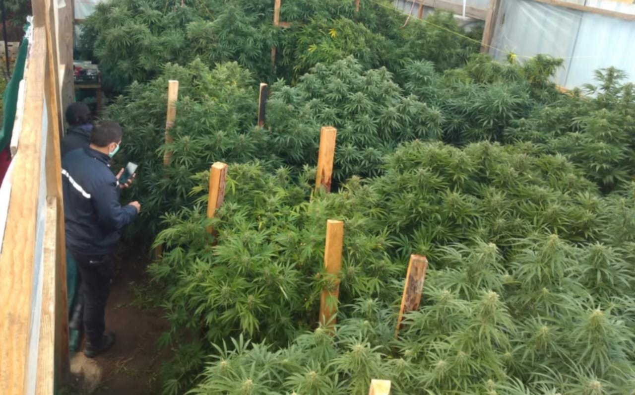 El Hoyo: La Policía de Chubut secuestró más 6 kg de cogollos de cannabis y más de 1 millón de pesos y miles de dólares