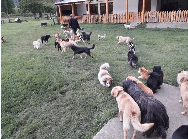 SPACA: En el Día Internacional del Perro Callejero